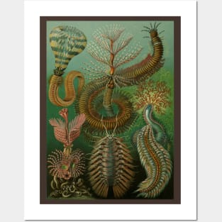 Annelids Chaetopoda by Ernst Haeckel Posters and Art